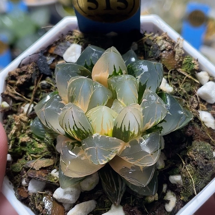 515北极之光锦特选福利