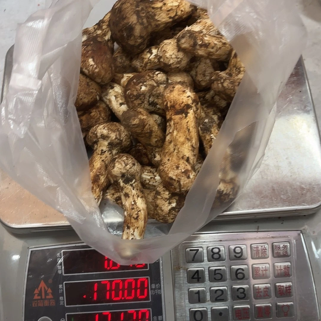 小***颖云南小表妹野生菌代购中国大陆