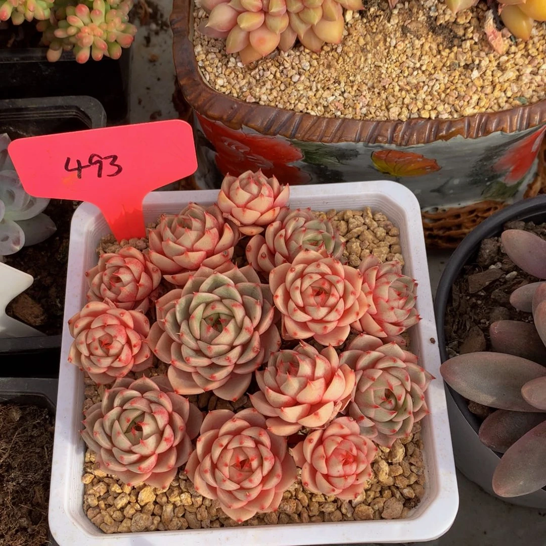 笨巴7272626262827273