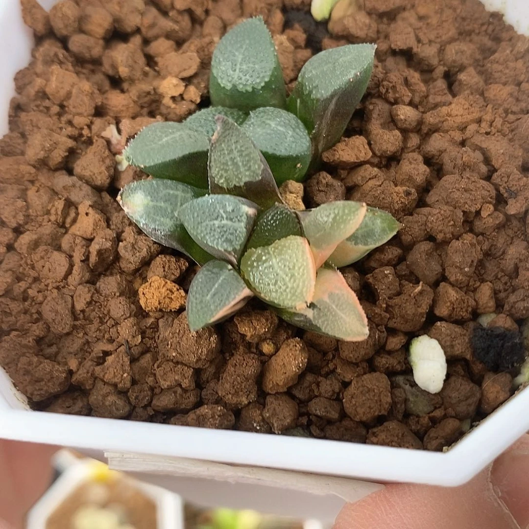 红陶2号网纹克锦一物一拍0