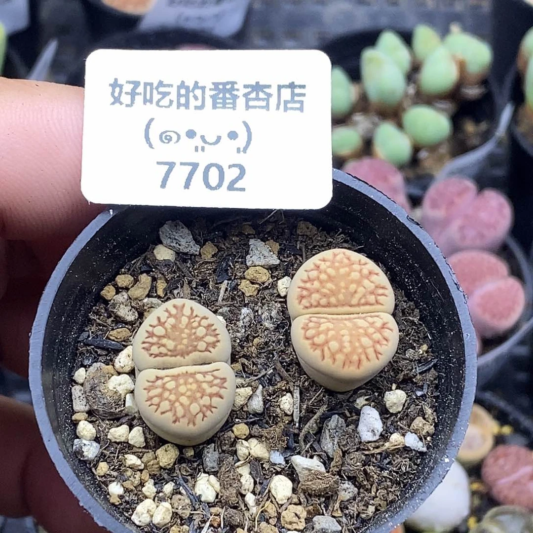 7702。默认脱土。18包邮。偏远88包邮
