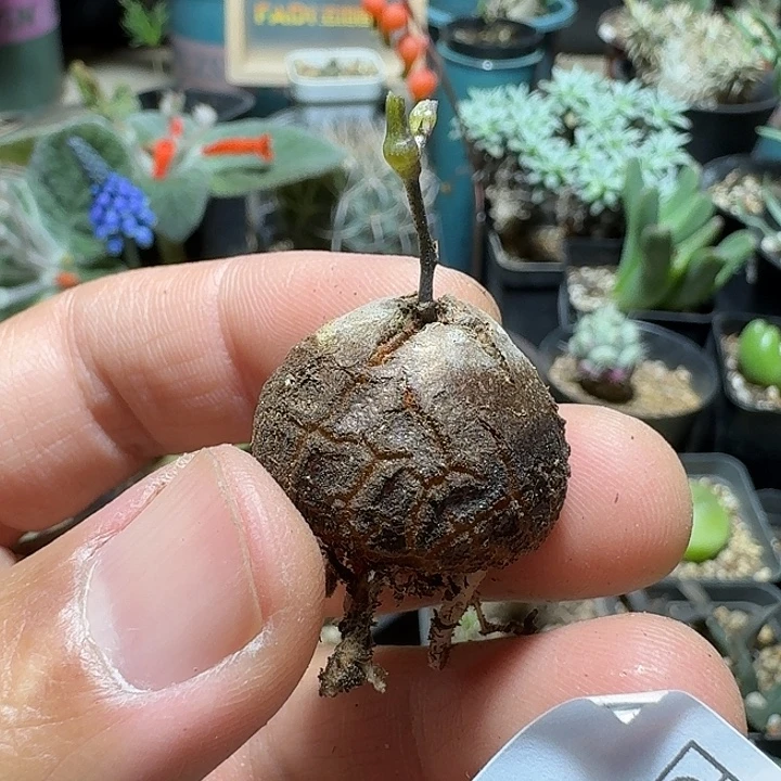 814南非龟甲龙脱土发货