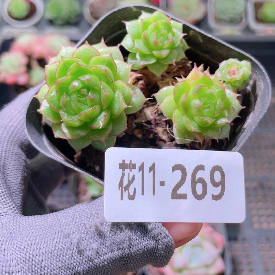 花利美11-269海王