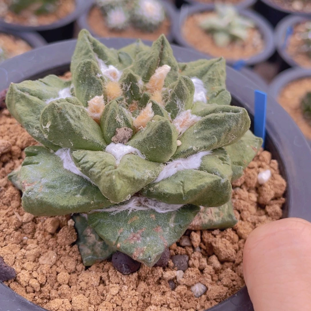 自根龙角龟福利福利