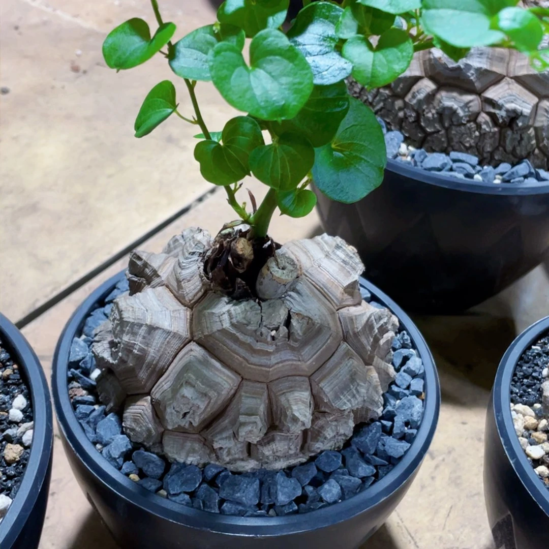 一物一拍，南非龟甲龙，精品龟