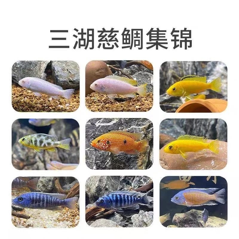一对一挑选鲷科鱼三湖慈鲷杂鲷热带中小型观赏鱼淡水皮实