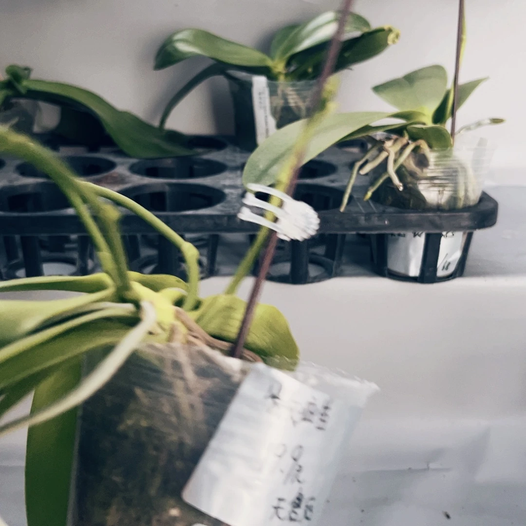 完全开放蝴蝶兰 一物一拍