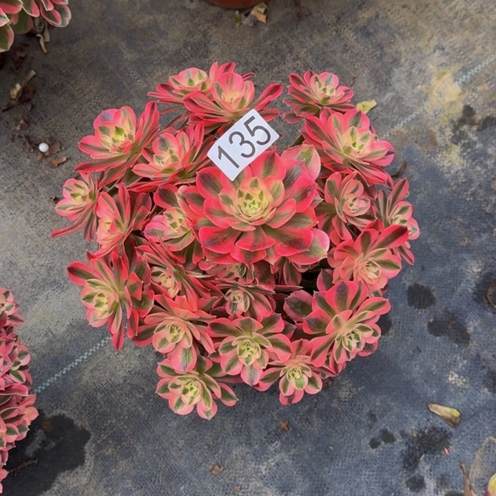 00000000135女巫多肉植物