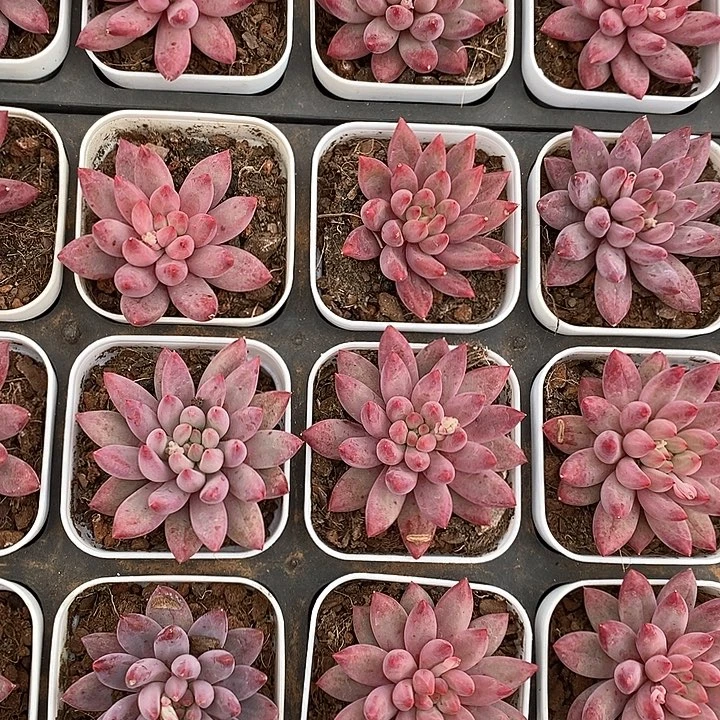 148金鱼姬单头 福利多多