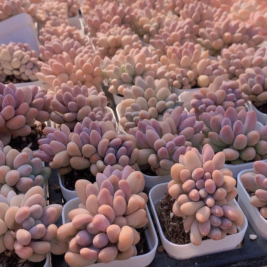 两盆汤圆488874777777777