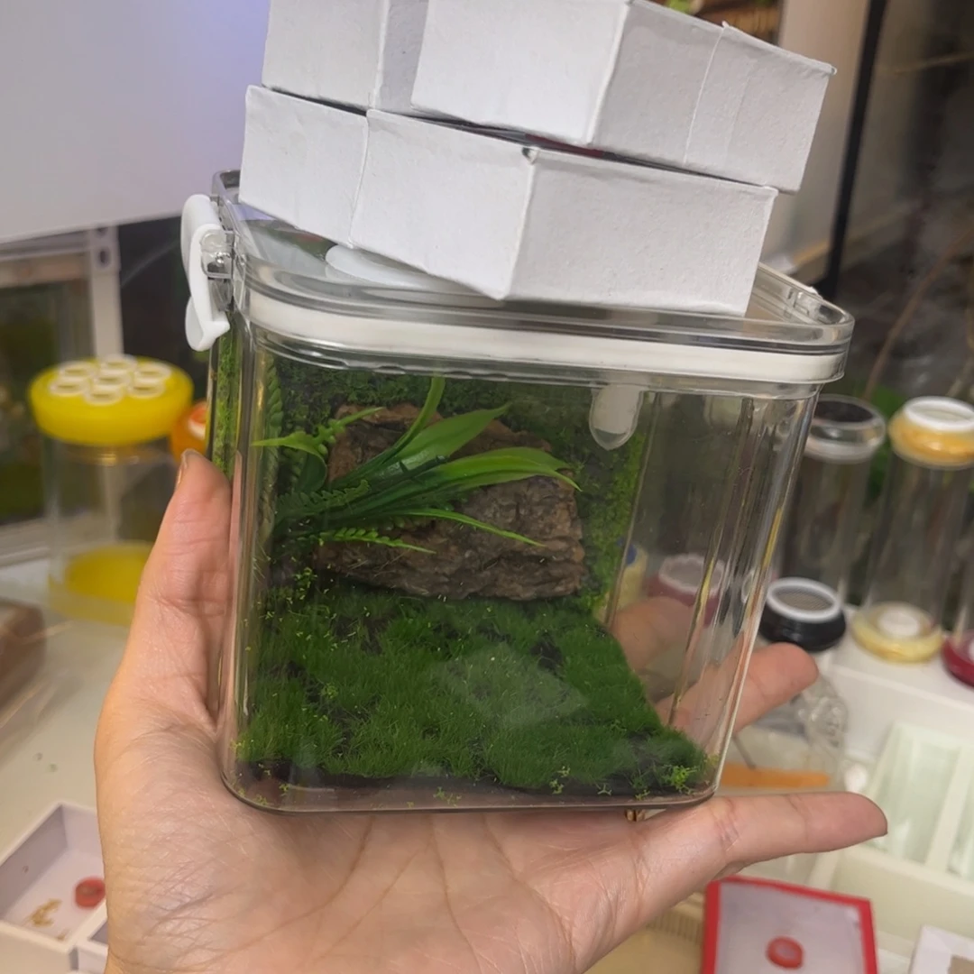 4竹蛉带生态箱拍拍拍