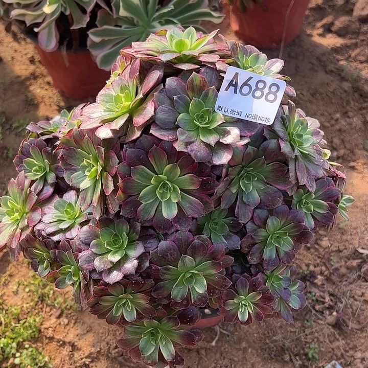 微瑕安娜多肉植物688.