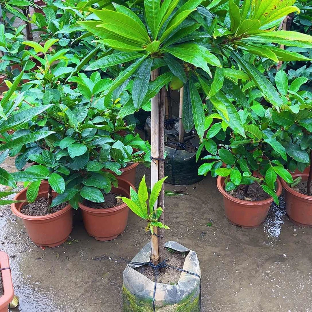 小***乖无花朵1346789998643357998543