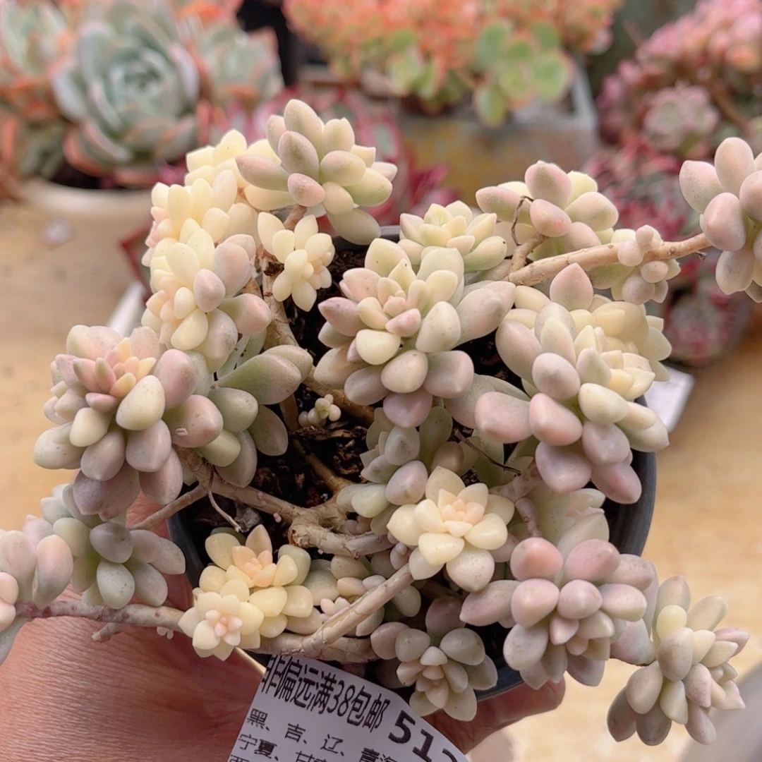 512姬秋丽锦德华多肉