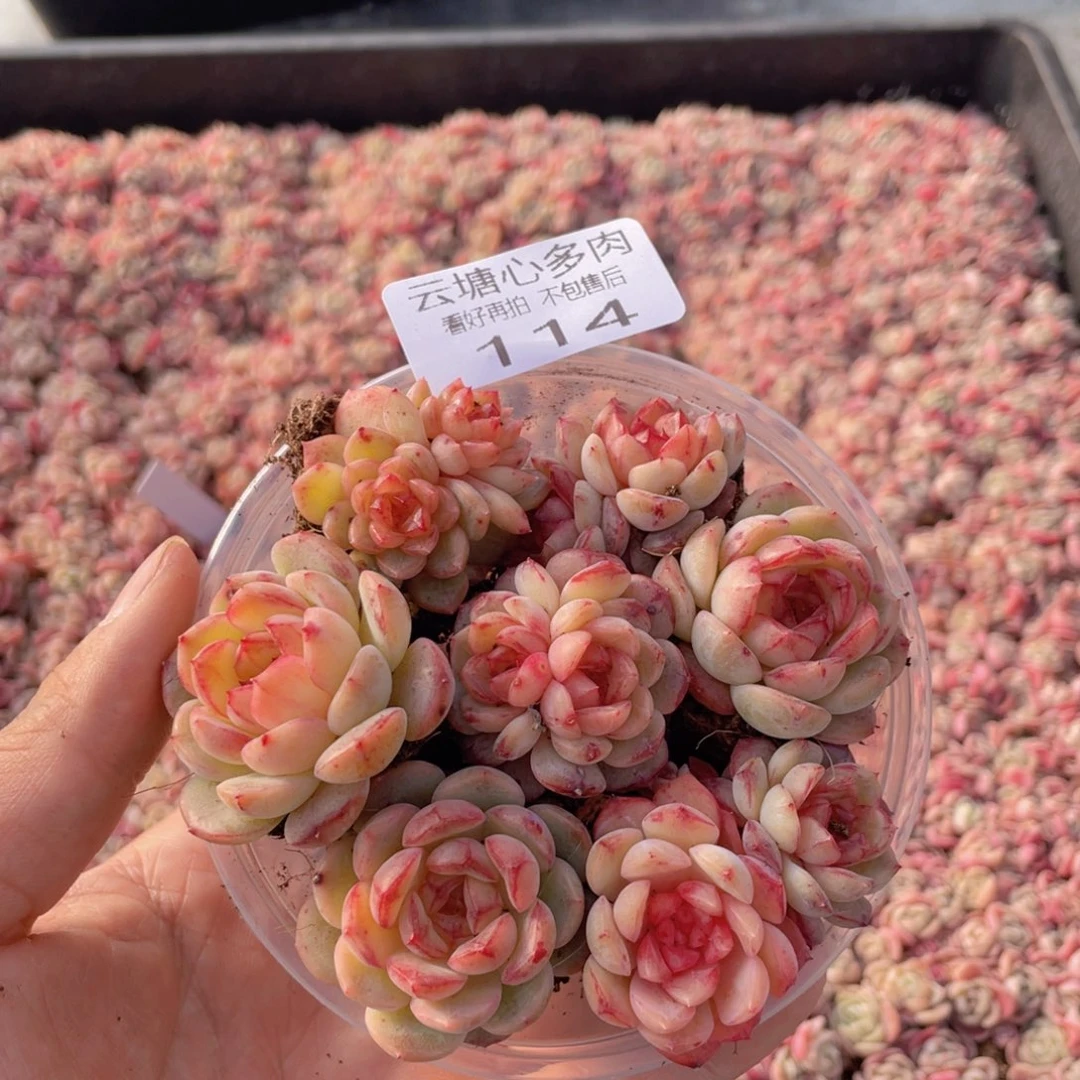云糖心多肉植物114