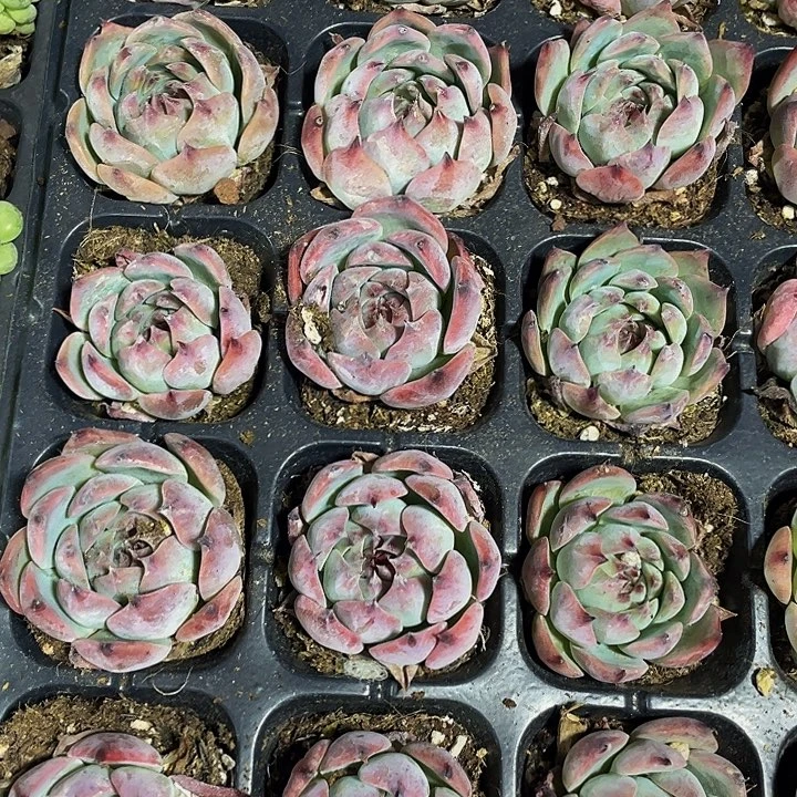 水蜜桃1.5带土发货