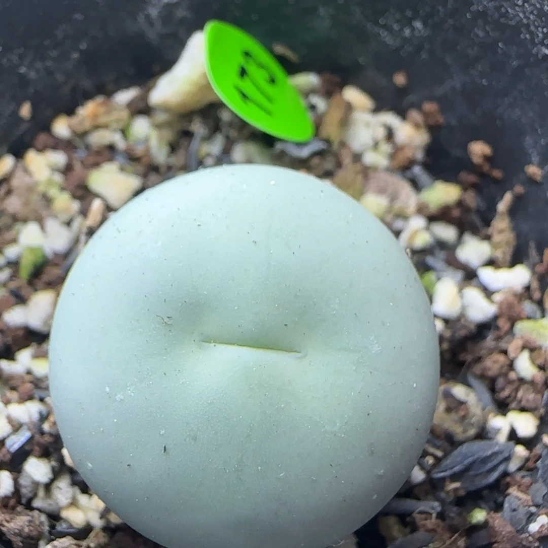 鸽子蛋2.1+多肉植物173