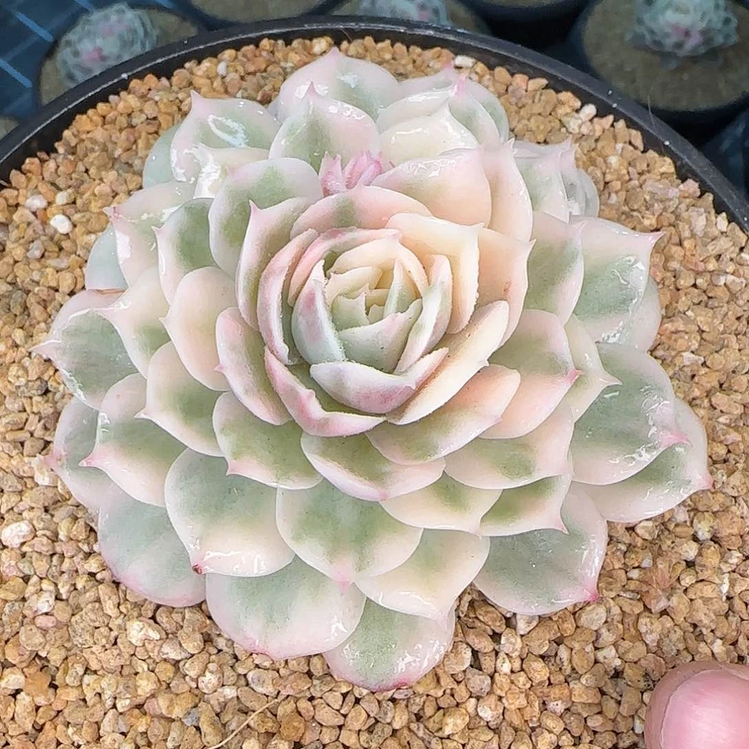 从前慢花园精选昂斯诺锦