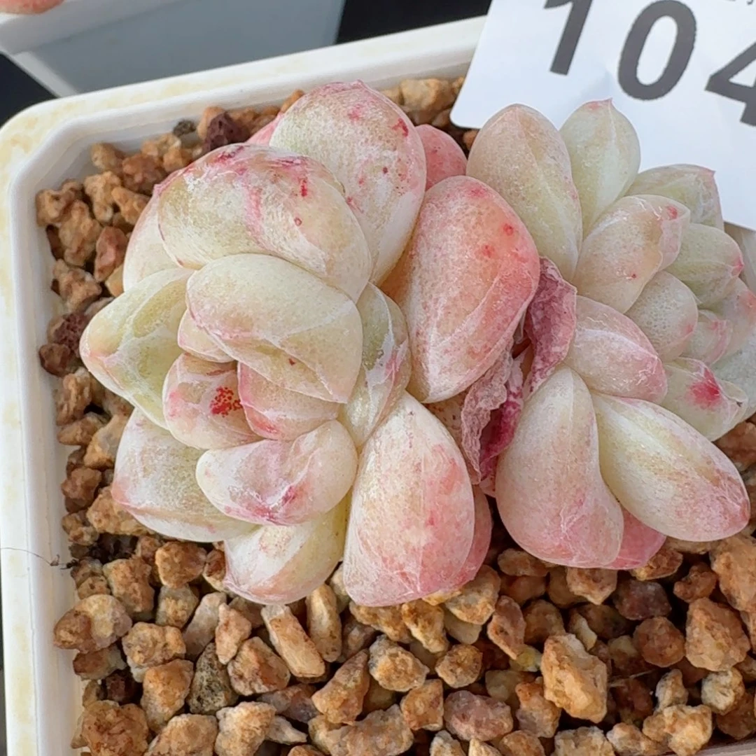 石化冰玉      愿你一路坦途，乘风破浪展宏图