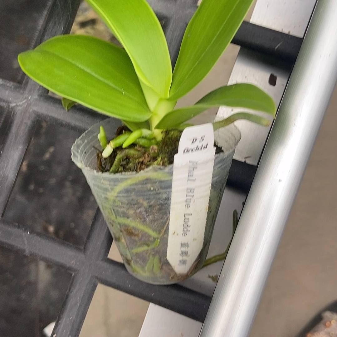 大部分开放少量花苞秋****?蓝路德1.7