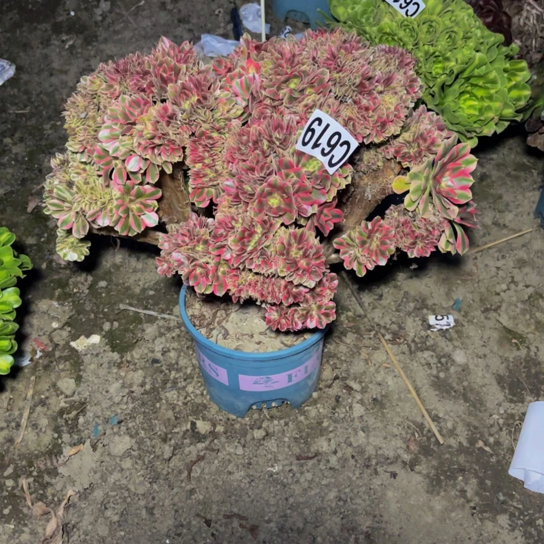 女巫法师16///33包邮