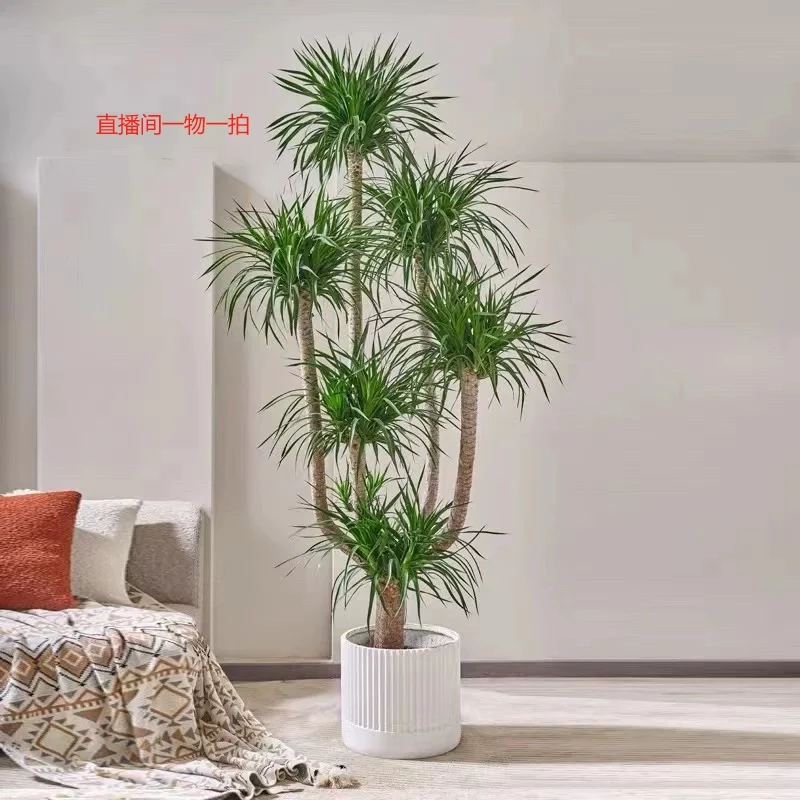 多杆老桩龙血树造型盆景适合客厅办公室的净化绿植