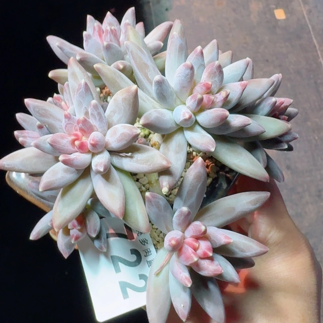 孤品           精美多肉