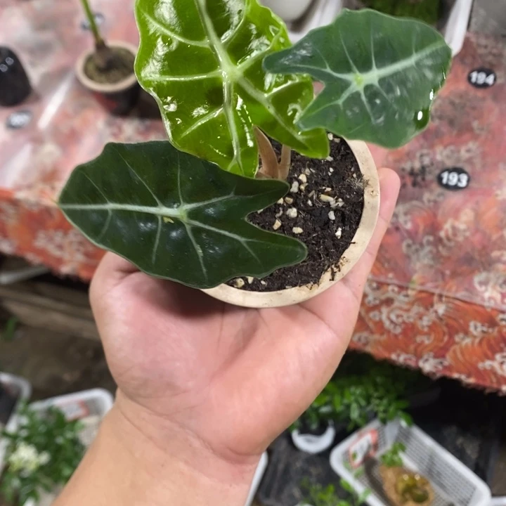 澜***完全开放退款拉黑一物一拍352