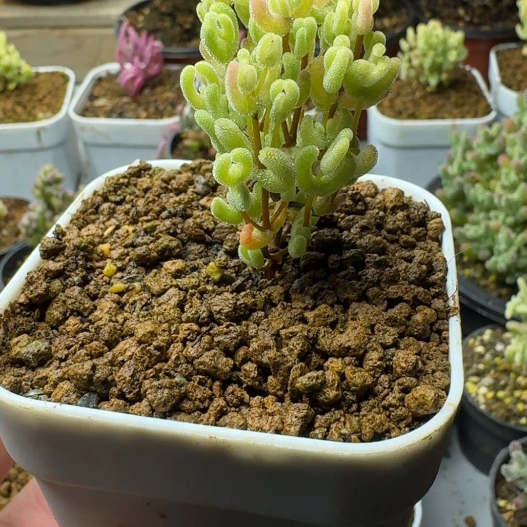 ?****?多肉植物枝干番杏