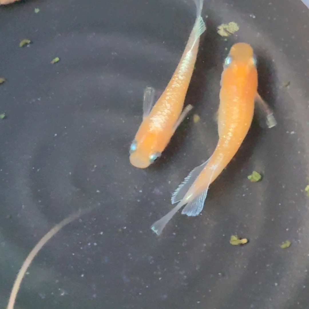 青鳉林雪赤壁青鳉鱼97号