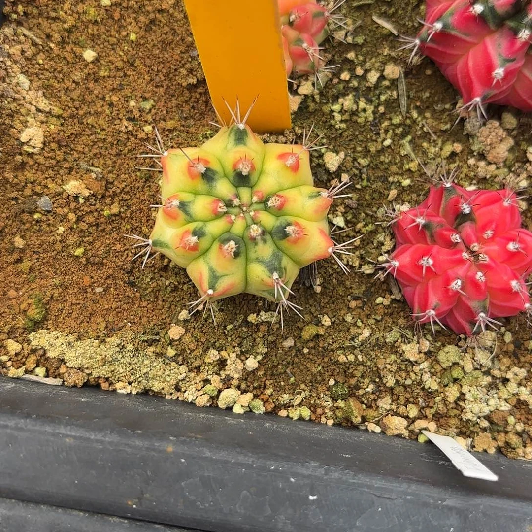 52-0930泰国发货多肉丝带