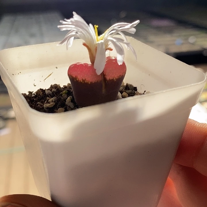 7399。 风铃杂一盒。