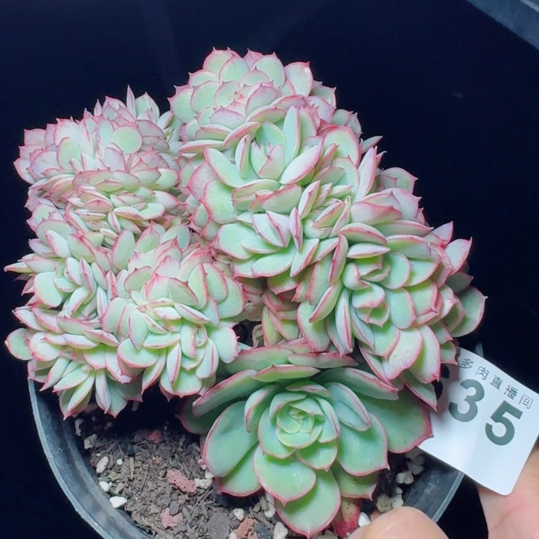 牡丹亭缀化      愿你一路坦途，乘风破浪展宏图