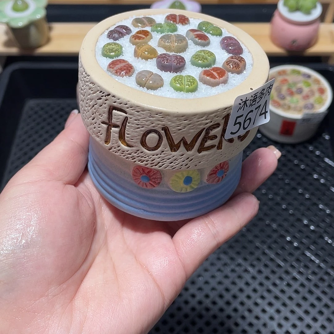 带盆土植物 一物一拍5674
