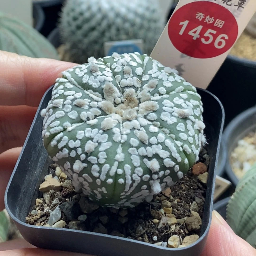 实生超兜奇迹兜4.4cm