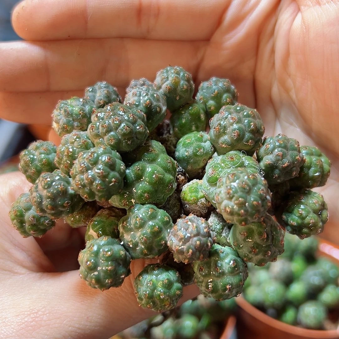 自根足球团扇8公分