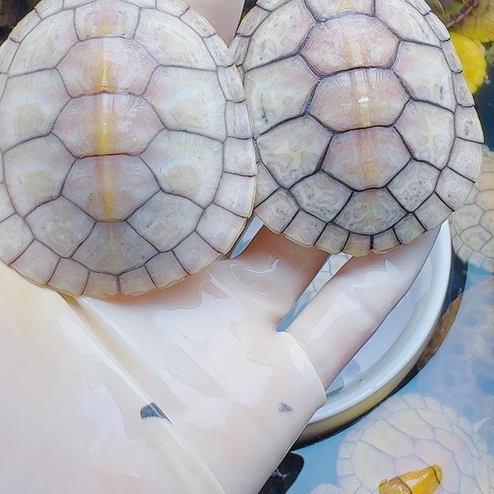 坤***绿毛龟母22222222222222