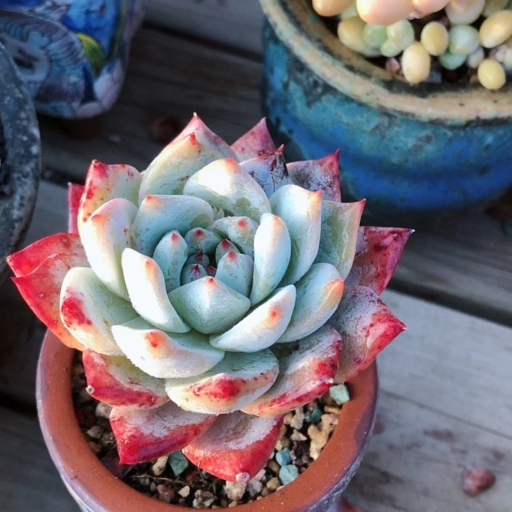 【闪购商品】暖*宝暖宝宝粉蓝鸟