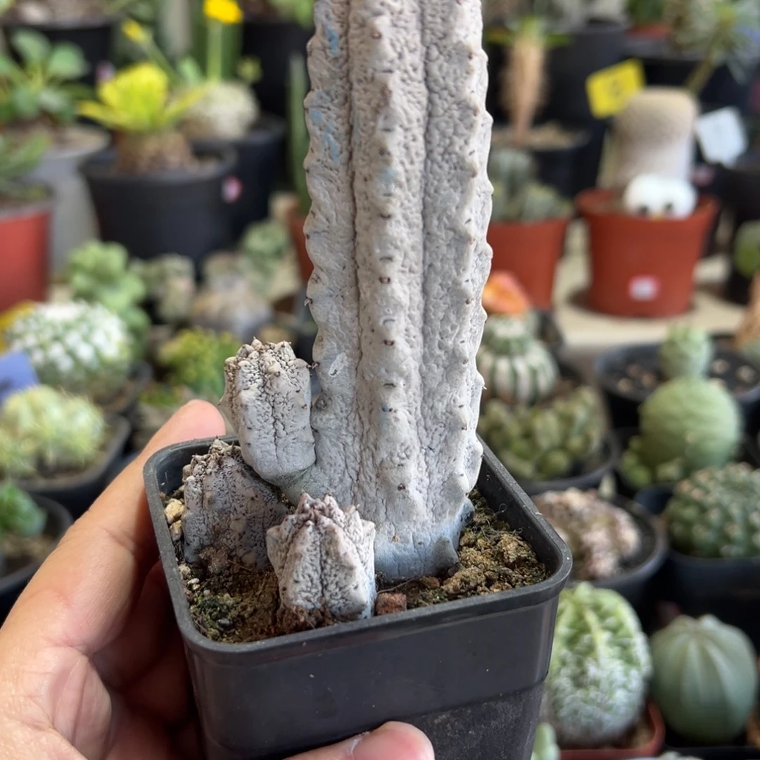 水泥柱带盆1111111111111