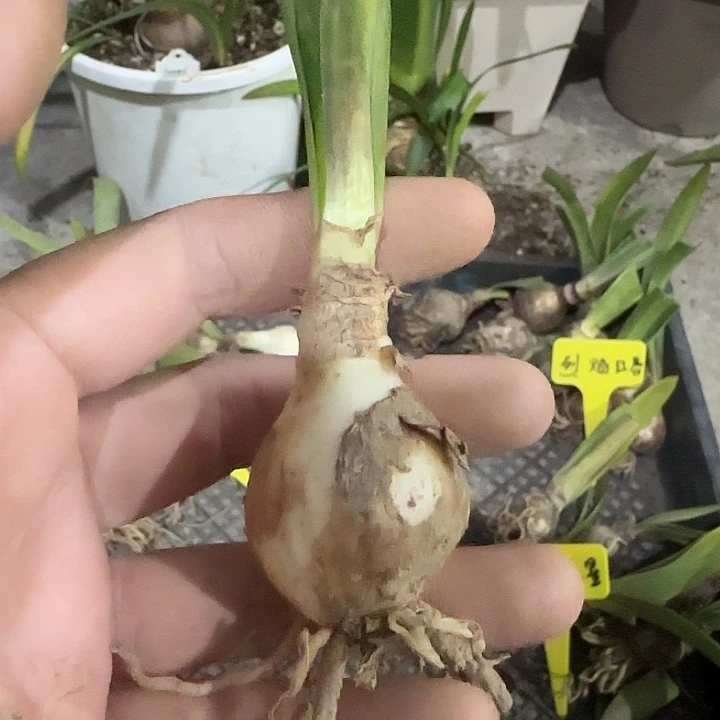 花狐狸2.8cm，裸球发货