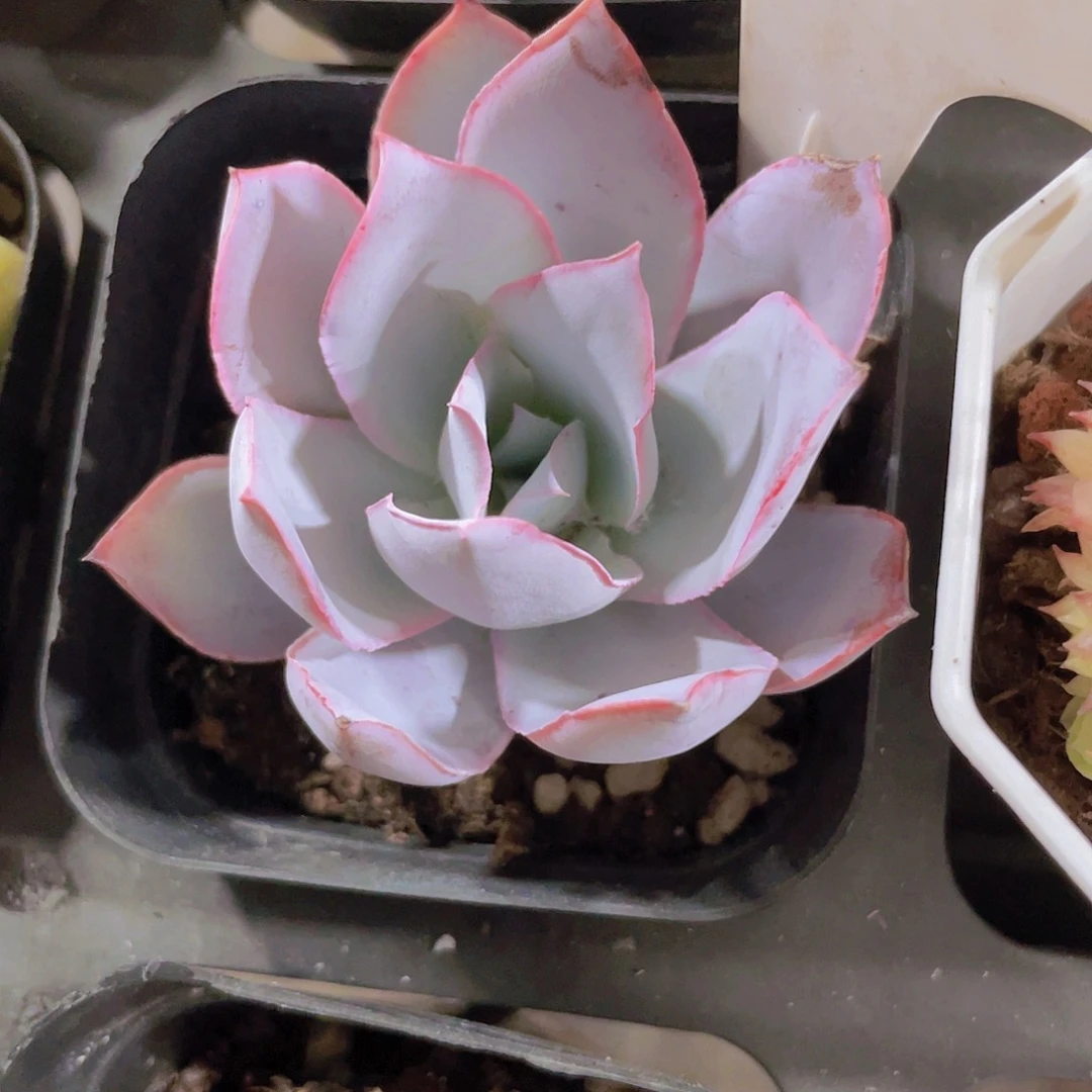 广寒宫a080一物一拍