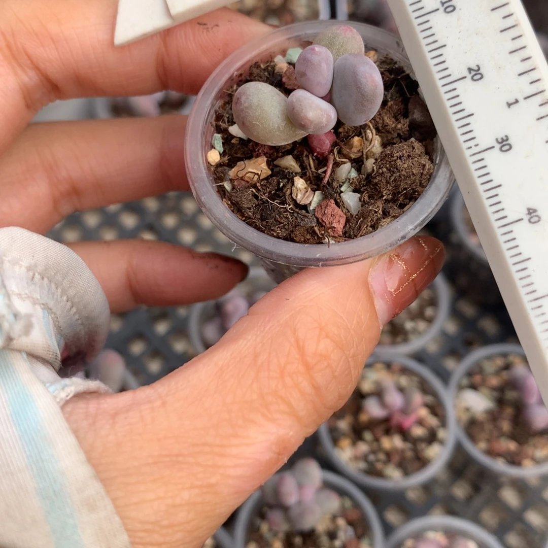 黄金鸡蛋大叶奶啊