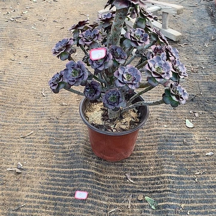 27，晚霞多肉法师多肉