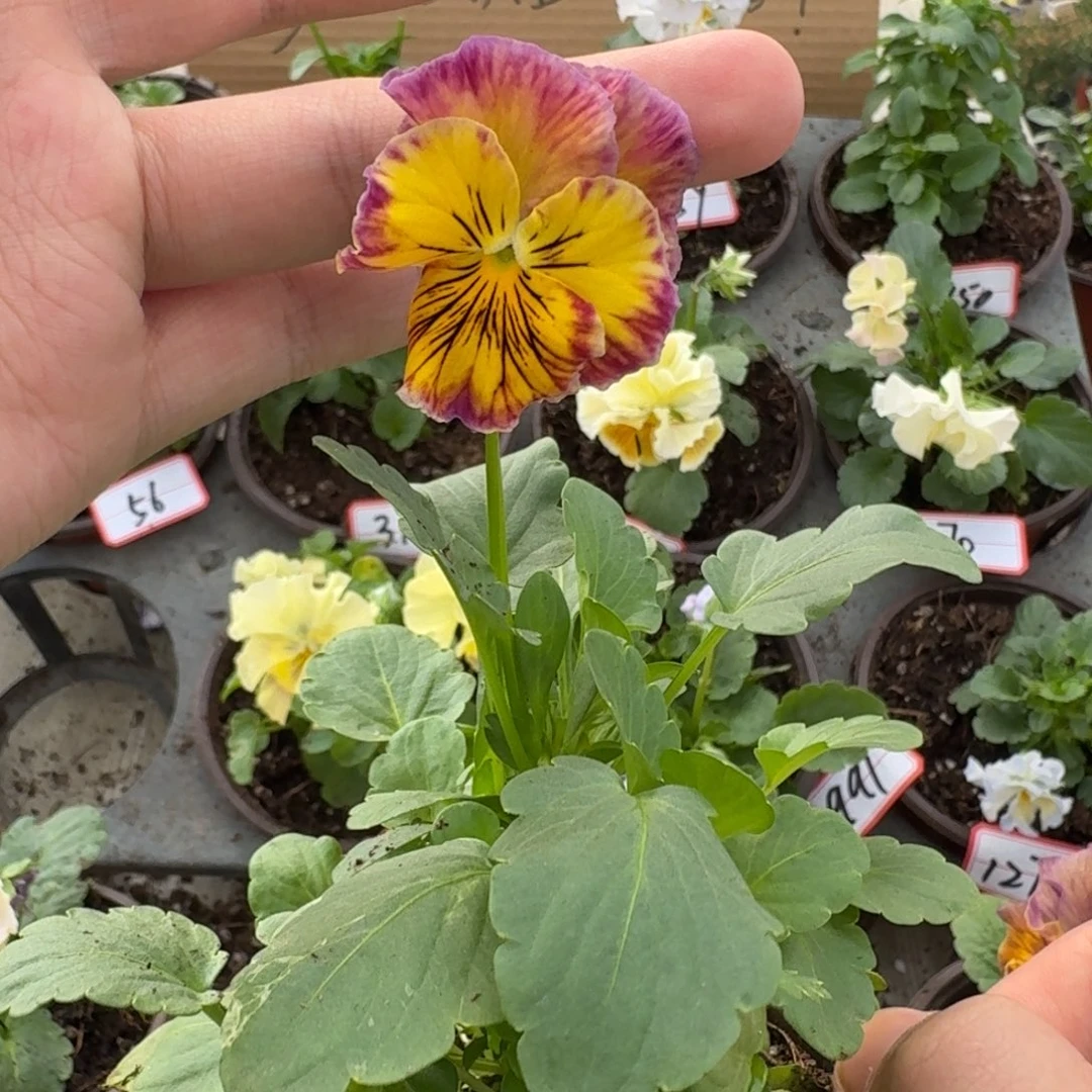 大部分花苞少量开放344