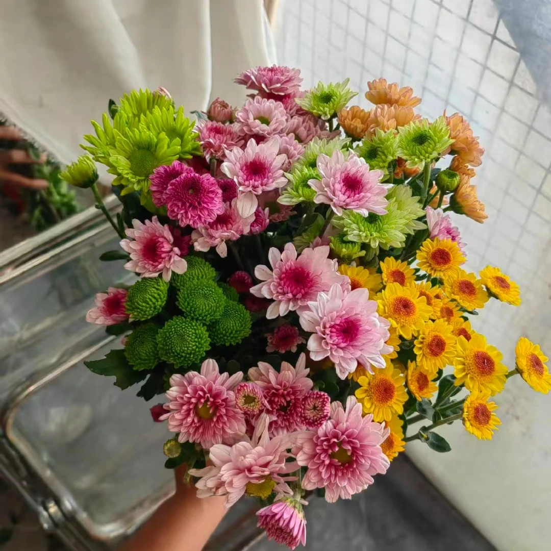 豆豆【彩色小雏菊】家庭同地址两单顺丰或京东送货上门+送1扎配草