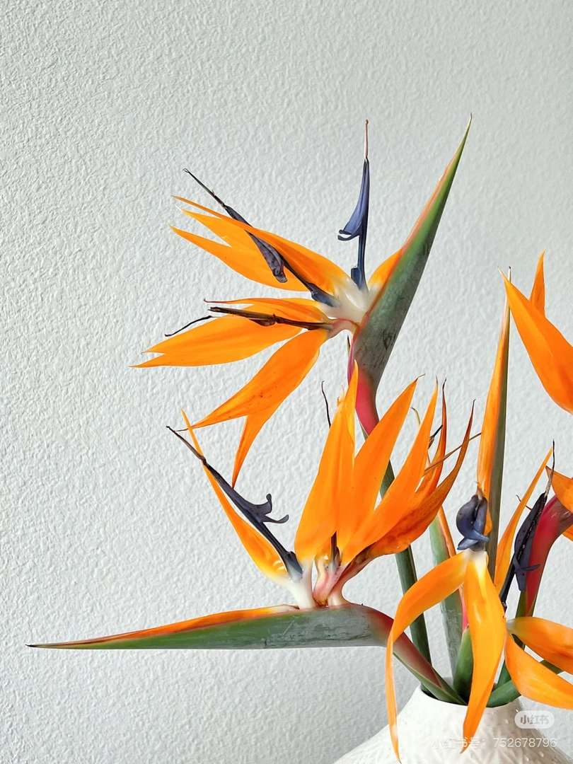 【天堂鸟】高级小众鲜切富贵鸟鹤望兰鲜切花水培花束花瓶插花速递