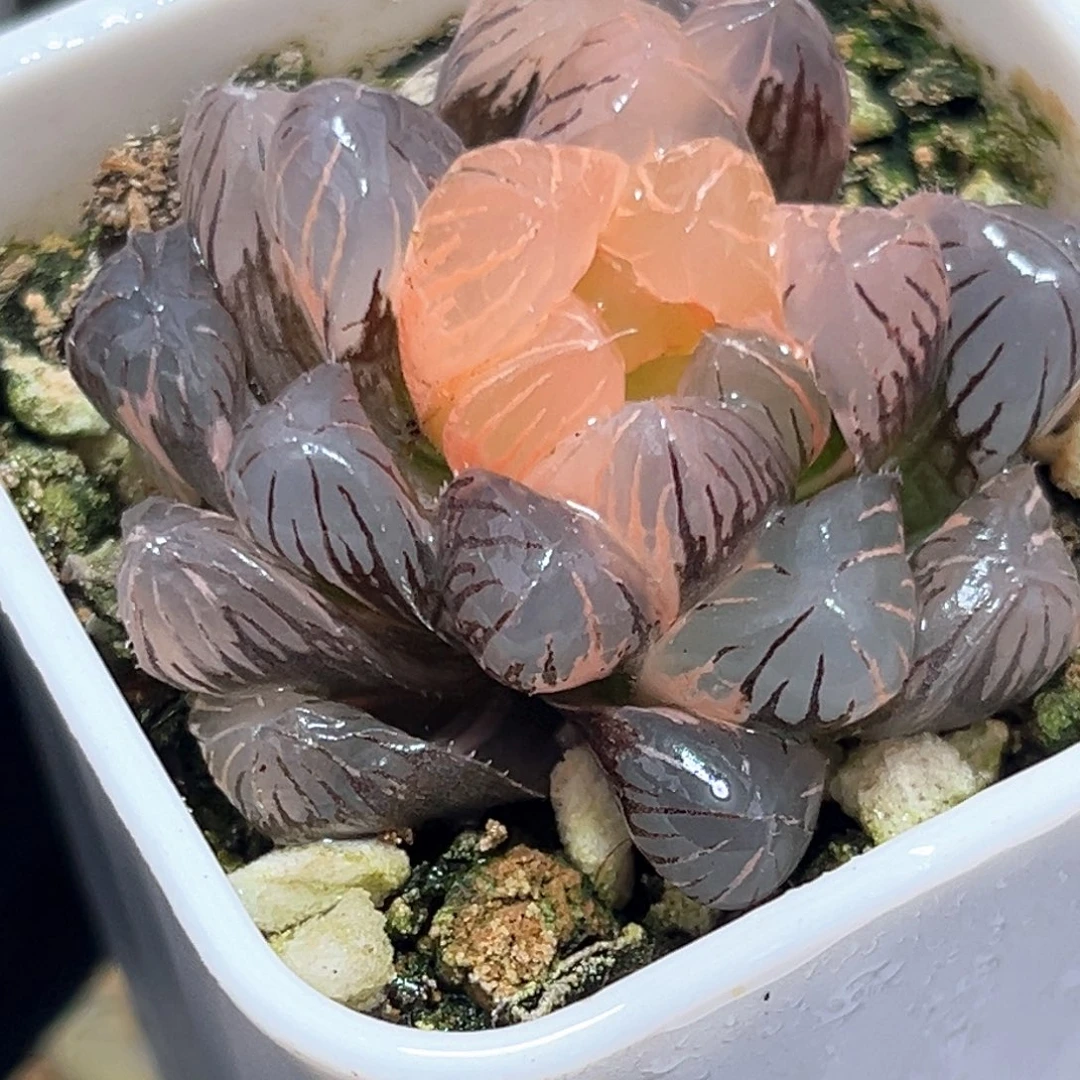 恭喜发财大吉大利4278
