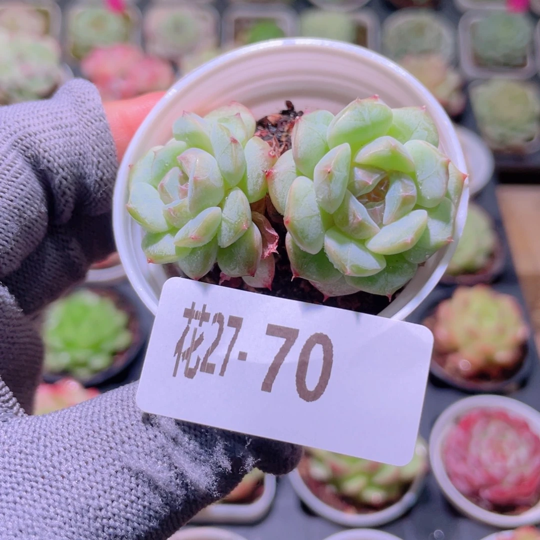 花利美27-70柔情