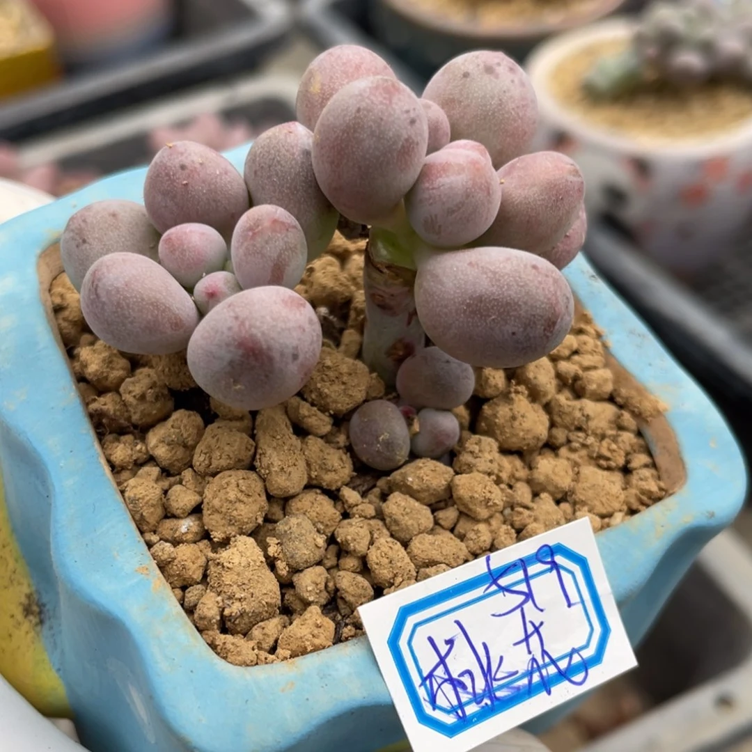 桃花奶酪多肉植物