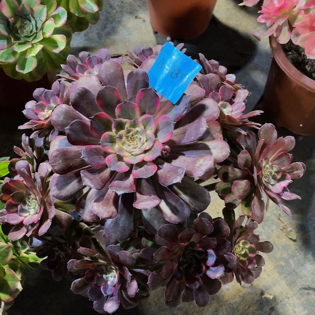 黑金刚389拖土福利